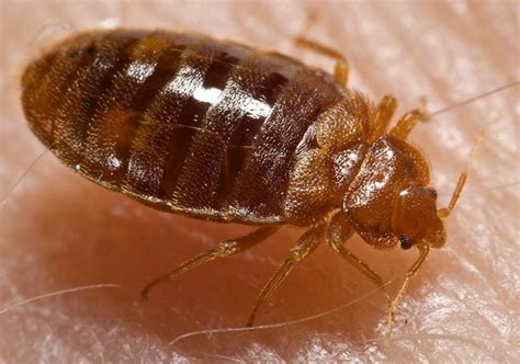 Bedbugs Favorite Color Micro Thermometers And More 5 Things We Learned