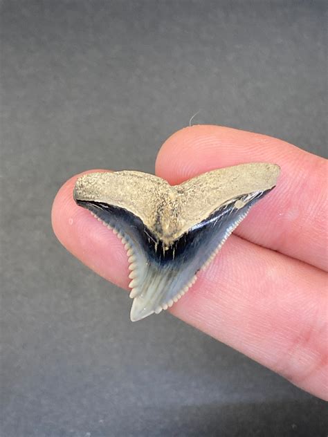 Fossil Hemipristis Shark Tooth Hp2 Etsy