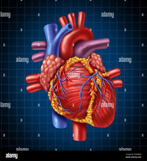 Anatomía Del Corazón Humano A Partir De Un Cuerpo Sano En Un Fondo