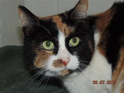Calico Callie Medium Adult Female Cat For Sale In Huntington