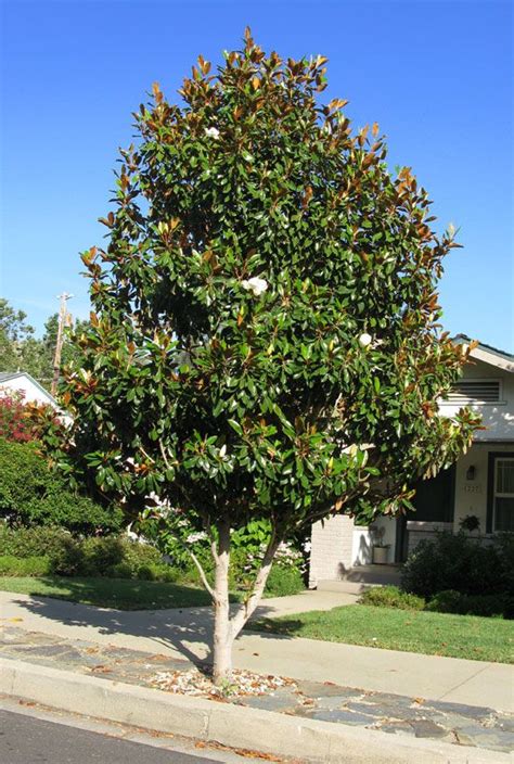 Magnolia Grandiflora Tree