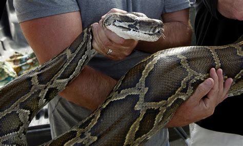 Watch 5 Foot Python Coiled Around 17 Foot Cobras Head During Deadly