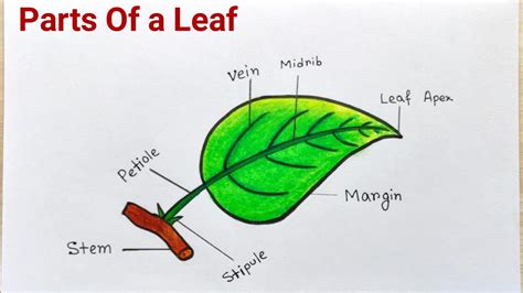 Parts Of A Leaf Drawing Easyhow To Draw Different Parts Of Leafparts