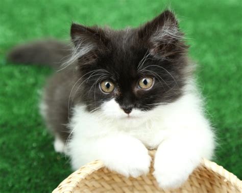 This cute male cat name comes from the iconic 1984 film, gremlins. Names for Cats
