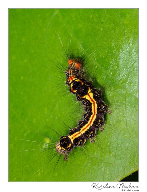 Our brands offer products, services and solutions to meet the needs of our customers. Tussock Moth Caterpillar - Krishna Mohan Photography
