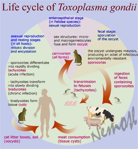 Toxoplasmosis Signs Symptoms And Complications Kulturaupice