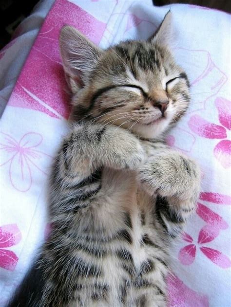 You should be ashamed gizzy. Very cute kitten sleeping. | Here Kitty Kitty! | Pinterest
