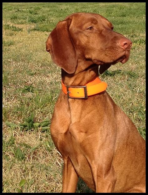 Vizsla dog breed information, pictures, care, temperament, health, puppies, breed history. Origins and Consequences: Vizsla - The Adventures of a ...