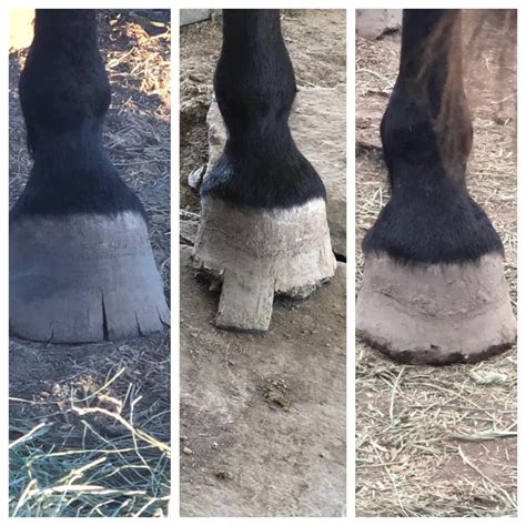 Wild Horse Hoof Care And Maintenance Helpful Horse Hints