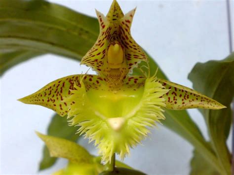 The Titillating Sex Life Of Orchids Laidback Gardener
