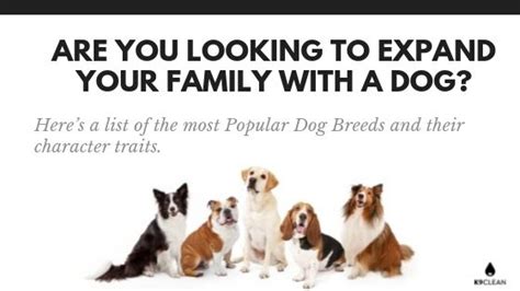 How To Choose A Dog Breed Find The Right Breed For You K9 Clean