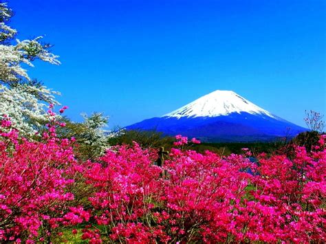 Spring Mountain Flowers Japan Fuji Nature Hd Wallpaper