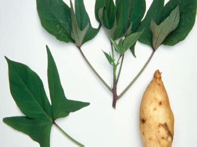 Khasiat dan manfaat daun ubi jalar sebagai penyembuh yang mujarab. 20 Manfaat Daun Ubi Jalar Untuk Asam Urat - Manfaat.co.id