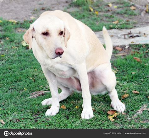 Yellow Adult Female Labrador Retriever Peeing Green Grass