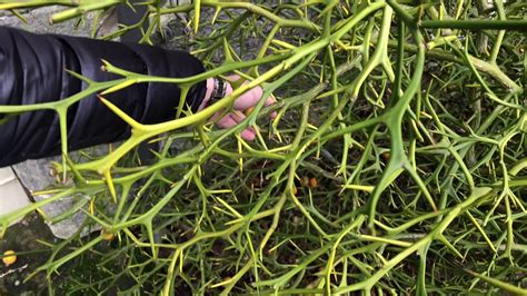 1. How to grow Poncirus Trifoliata - YouTube