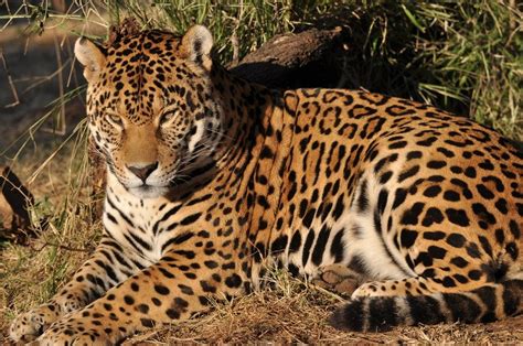 The Largest Known Population Of Jaguars Exists In The