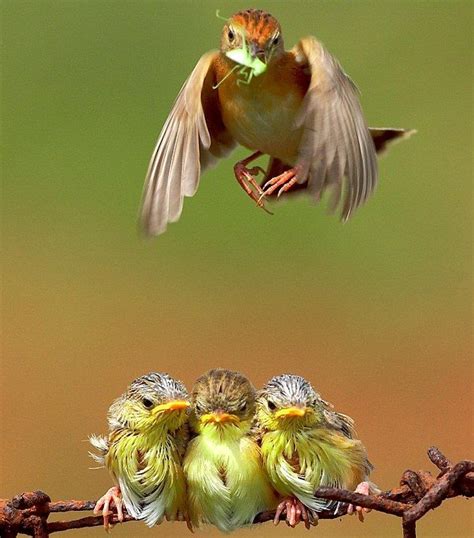 Amazing Photos Of Chicks During Feeding With Images Beautiful Birds