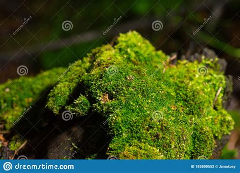 Natural Moss Covered A Stones In Winter Forest Stock Photo Image Of