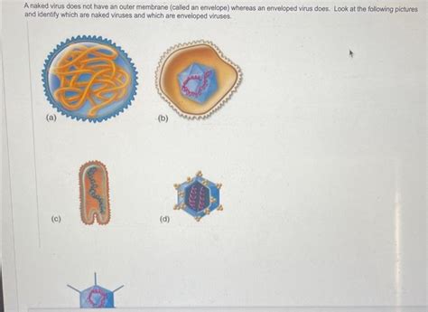 Solved A Naked Virus Does Not Have An Outer Membrane Called Chegg Com