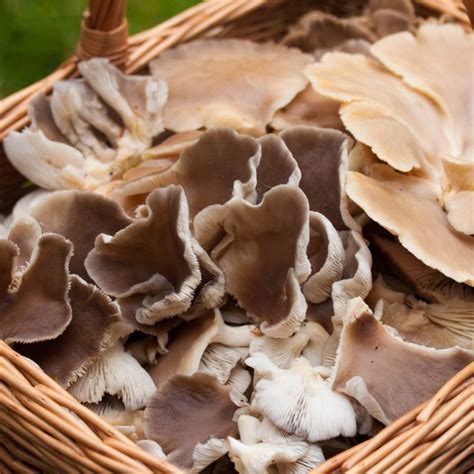 Oyster Mushroom Growing Kits On Sale Best Online Prices