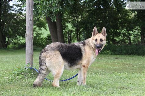 Wolf Hybrid Puppy For Sale Near Omaha Council Bluffs Nebraska