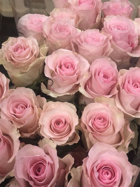 Roses Weddingflowers Flowers Pinkroses Christarose Pretty When You