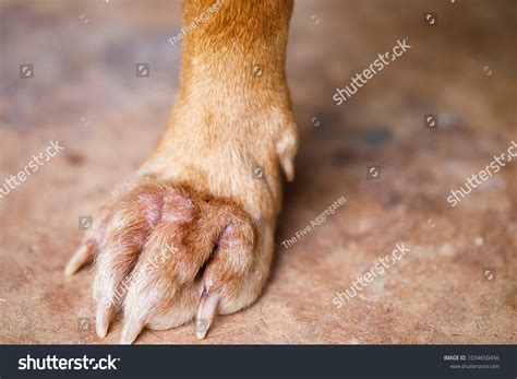Skin Disease Dogs Causes Itching Hair Stock Photo 1034650456 Shutterstock