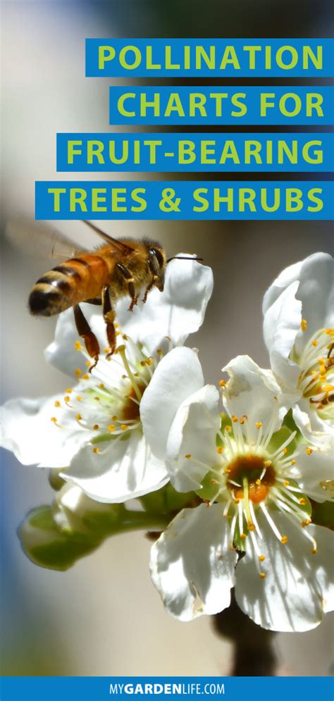 Pollination Charts For Fruit Trees And Shrubs In 2020 Fruit Bearing