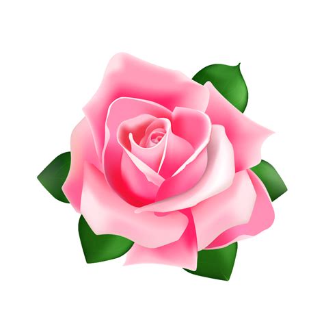 Rose Pink Rose Vector Png Download 907881 Free Transparent Rose