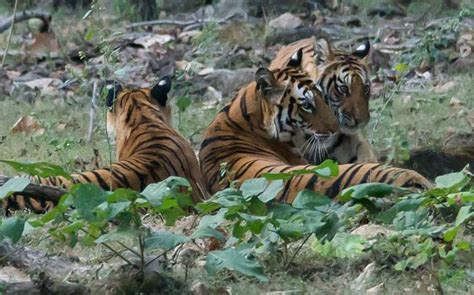Bandipur Is The Most Visited Tiger Reserve Of 2015 India Today