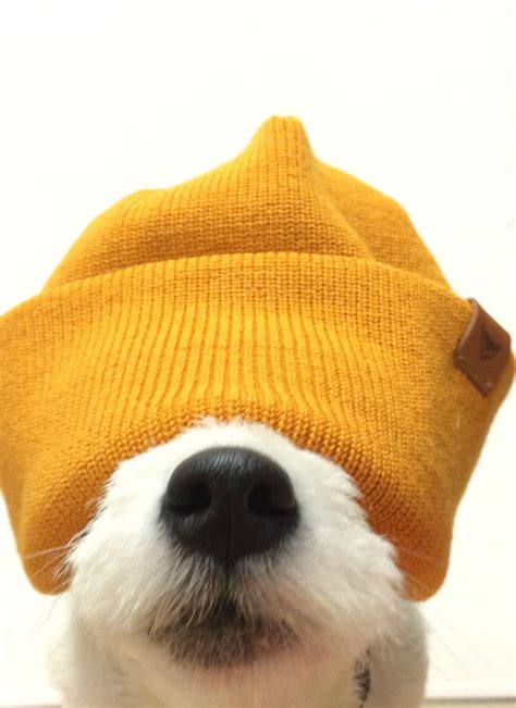 Doggy In A Beanie Doggo Covered In A Beanie Dog Photography Jack