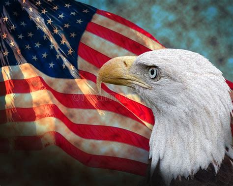 Flag With Bald Eagle Stock Photo Image Of National Colors 23162732