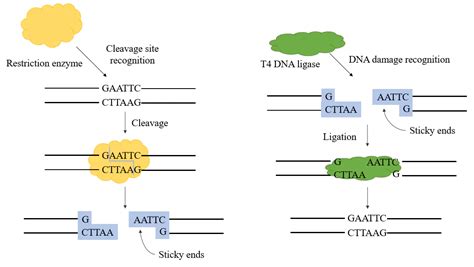 Overview Of T4 Dna Ligase Yeasen