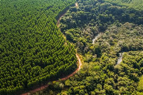 Bracell Joins The Brazil Climate Forests And Agriculture Coalition