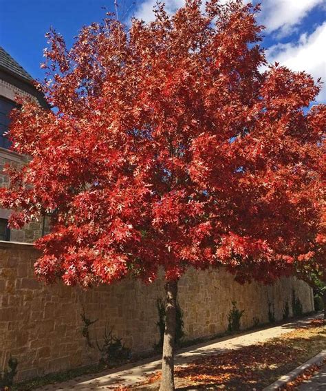 Red Oak Tree Red Fall Color Quercus Shumardii Large Scale Shade