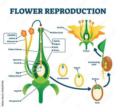 Flower Reproduction Vector Illustration Labeled Process Of New Plants