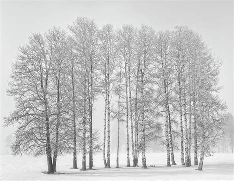 Aspen Trees In Winter Photograph By Greg Vaughn Pixels