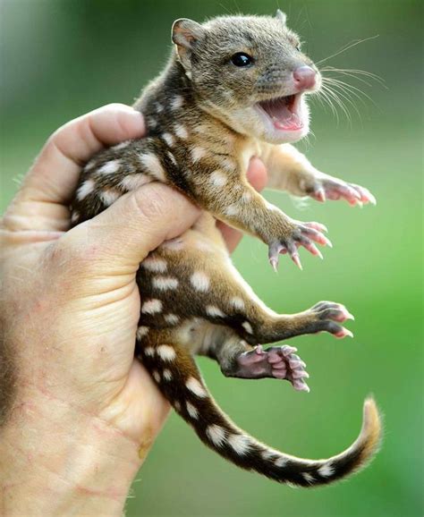 Spotted Baby Quoll Cute Amazing ← Telixra~ Cute Animals Cute Baby