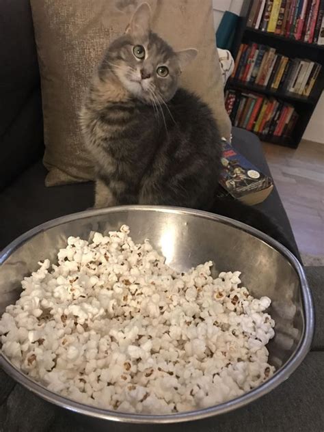 Can Cats Eat Popcorn Is Popcorn Safe For Cats Cattime In 2021 Eat