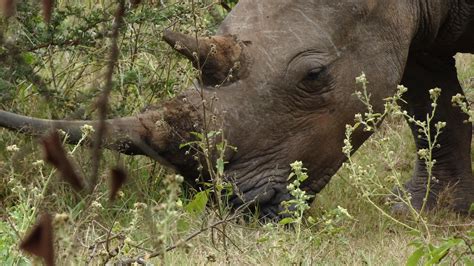 Rhino Kruger National Park South Africa Kruger National Park