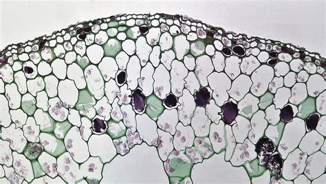 Aquatic Herbaceous Dicot Stem Hypodermis In Myriophyllum Flickr
