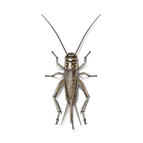 We did not find results for: Cricket Identification, Habits & Behavior | Hitmen Termite ...