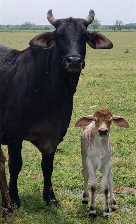 Black Brahmagyr Cow With Red And White Brahma Calf At The Vhr Ranch