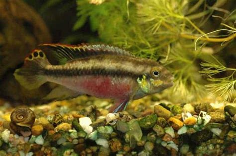 Kribensis Cichlids Species Care And Tips Fishkeeping Folks