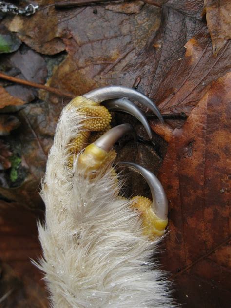 Talons Hawk Leg Found In Woods Startling And Shocking Flickr