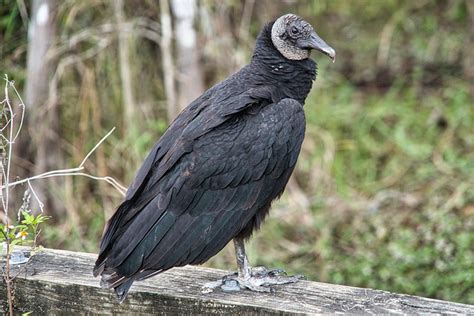 Black Vulture Facts The Garden And Patio Home Guide