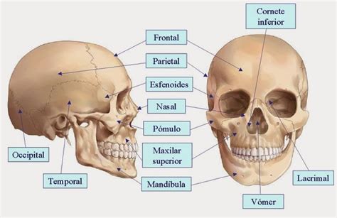 Huesos Cráneo Y Cara Huesos De La Cabeza Huesos De La Cara Huesos Del Craneo