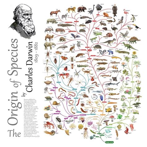 The Origin Of Species Charles Darwin Evolution Theory In A Tree