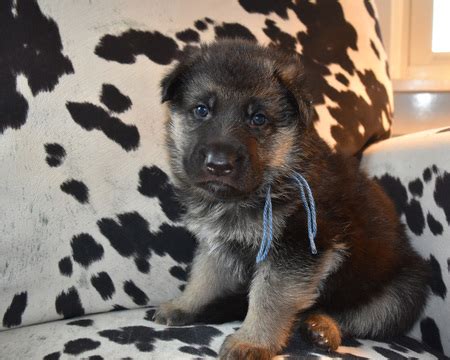 German shepherd puppies for adoption in ohio. View Ad: German Shepherd Dog Puppy for Sale, Ohio, MOUNT ...