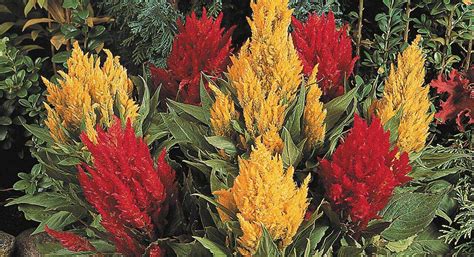 Celosia Flower Seeds Kings A Leading Seed Supplier Kings Seeds